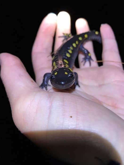 A spotted salamander smiles in a Crossing Brigadier's hand. (photo © Jess Baum)