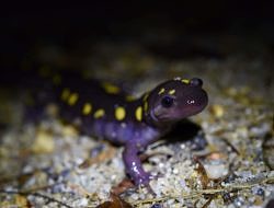 A spotted salamander journeys across Summer Street in Peterborough. (photo © Tyler Hogan)