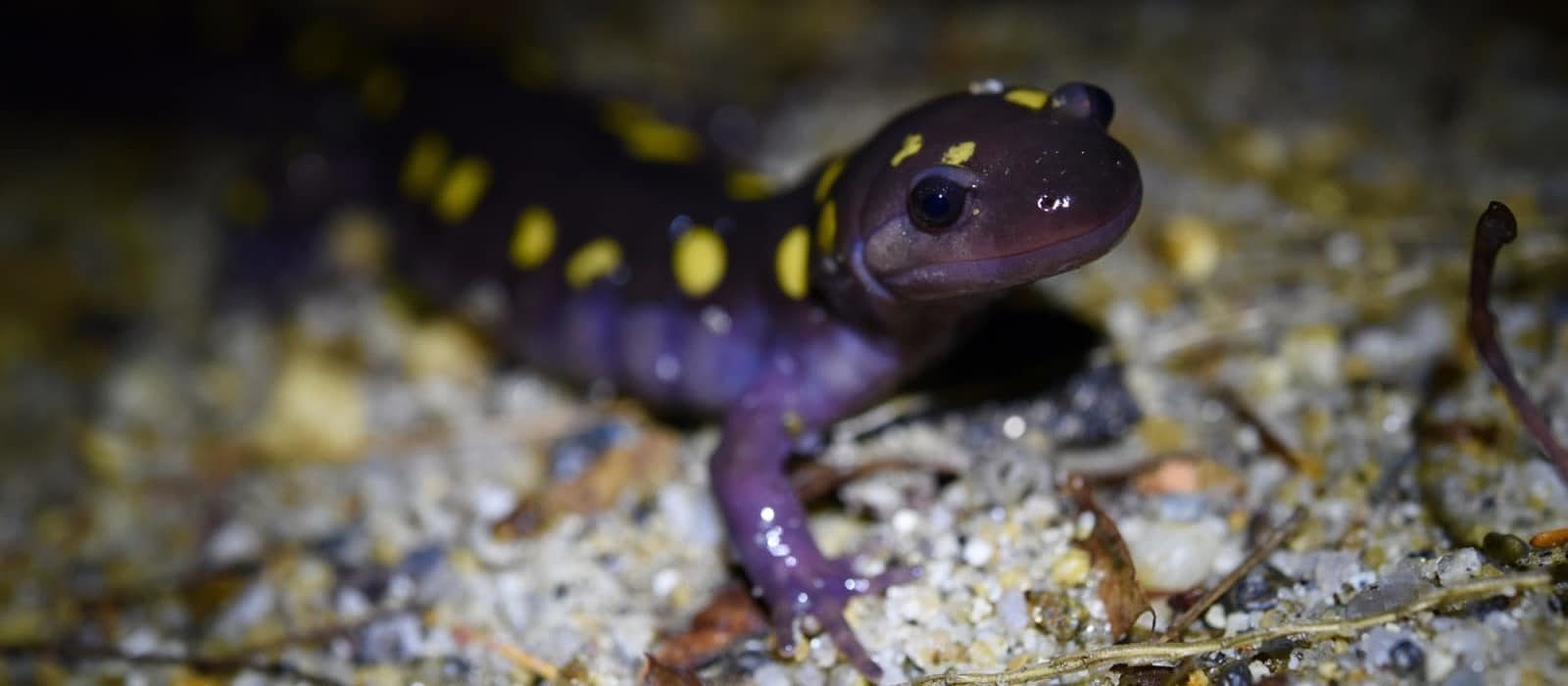 A spotted salamander crosses the road on a 