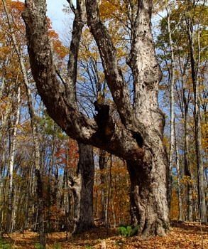 An old sugar maple reaches for the sun along an old road in the SuperSanctuary. (photo © Brett Amy Thelen)