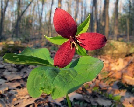 A trillium blooms in May. (photo © Brett Amy Thelen)