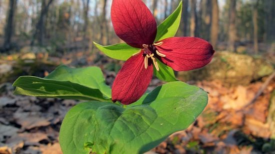 A trillium blooms in May. (photo © Brett Amy Thelen)