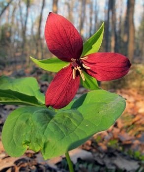 Red trillium blooms trailside in May. (photo © Brett Amy Thelen)