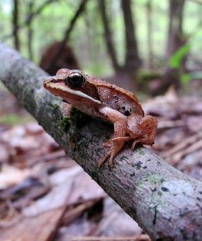 A young wood frog perches on a branch on the Harris Center's Hiroshi Land. (photo © Brett Amy Thelen)
