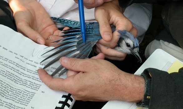 Bird banders examine the wear on a Blue Jay's wings in order to assess its age. (photo © David Moon)
