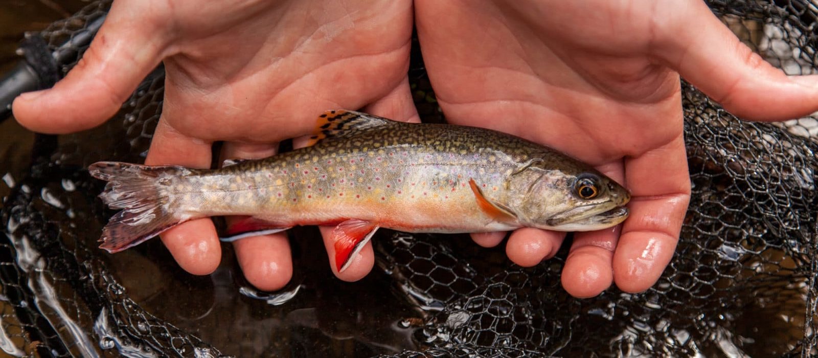 A fly fisherman holds an Eastern brook trout. (photo © Steve Droter/Chesapeake Bay Program)