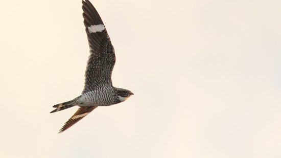 A Common Nighthawk, silhouetted against the twilight sky. (photo © Kenneth Cole Schneider)