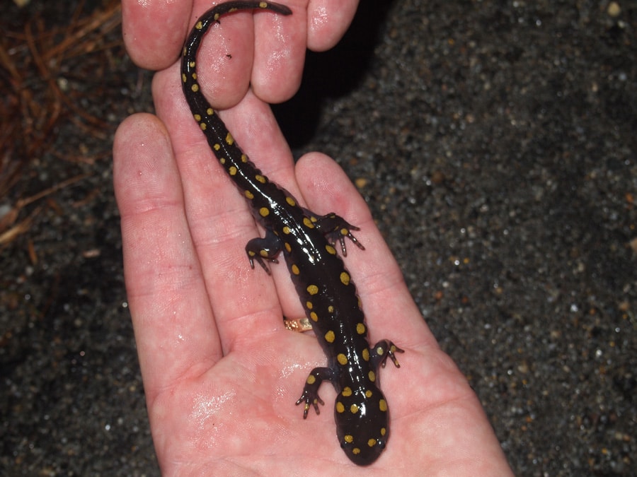 Hands holding a spotted salamander. (photo © the Morrison Family)