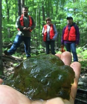 The 2015 conservation internship team poses with a spotted salamander egg mass. (photo © Will Holden)