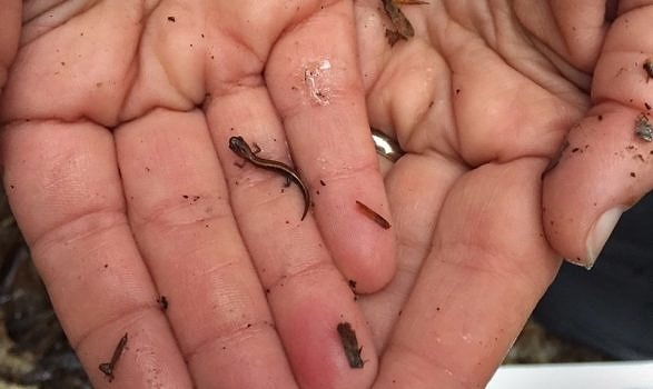 A juvenile redbacked salamander detected under a coverboard in a Harris Center SPARCnet plot. Human hands for scale! (photo © Brett Amy Thelen)