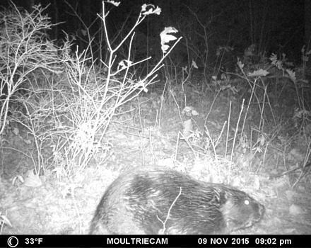 A beaver is photographed by a motion-sensor trail camera as part of a wildlife survey on the Harris Center's Hiroshi Land. (photo © Lizzy King & Josh Dallesander)