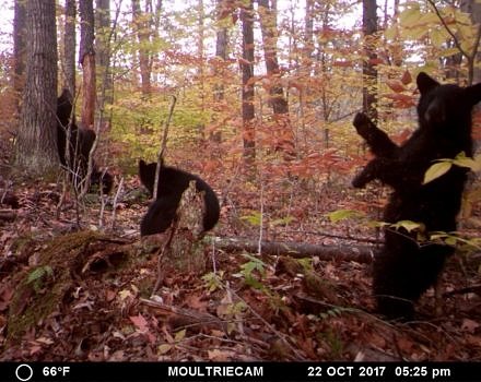 A family of bears is photographed by a motion-sensor trail camera as part of a wildlife survey on SuperSanctuary lands. (photo © Viktor Rasum & James Fitzgerald)