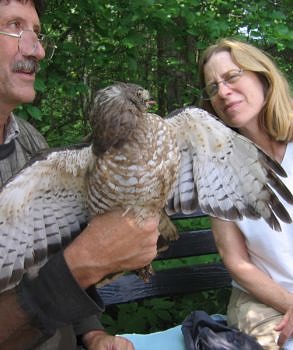 Bird banders take a close look at a Broad-winged Hawk that found its way to their banding station. (photo © Brett Amy Thelen)