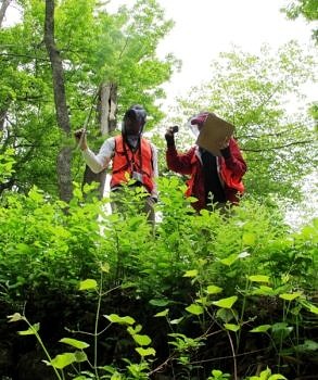 KSC student researchers document invasive species along a road-stream crossing. (photo © Brett Amy Thelen)