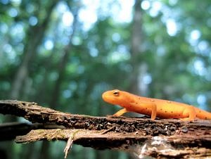 A red eft walks on a piece of wood. (photo © Dave Huth)