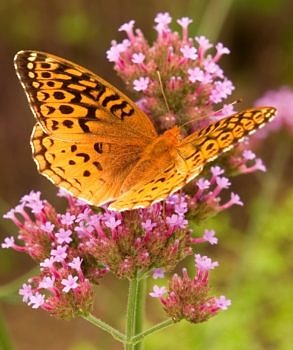 A Great Spangled Fritillary alights on Verbena. (photo © Tianne Strombeck)