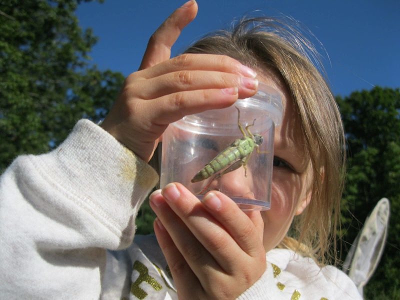 A preschooler peers closely at a grasshopper. (photo © Cathy Carabello)