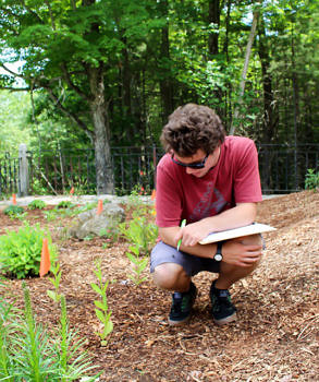 KSC student researcher Elijah Wyman observes bee activity during the first growing season of the Harris Center's pollinator garden. (photo © Will Holden)