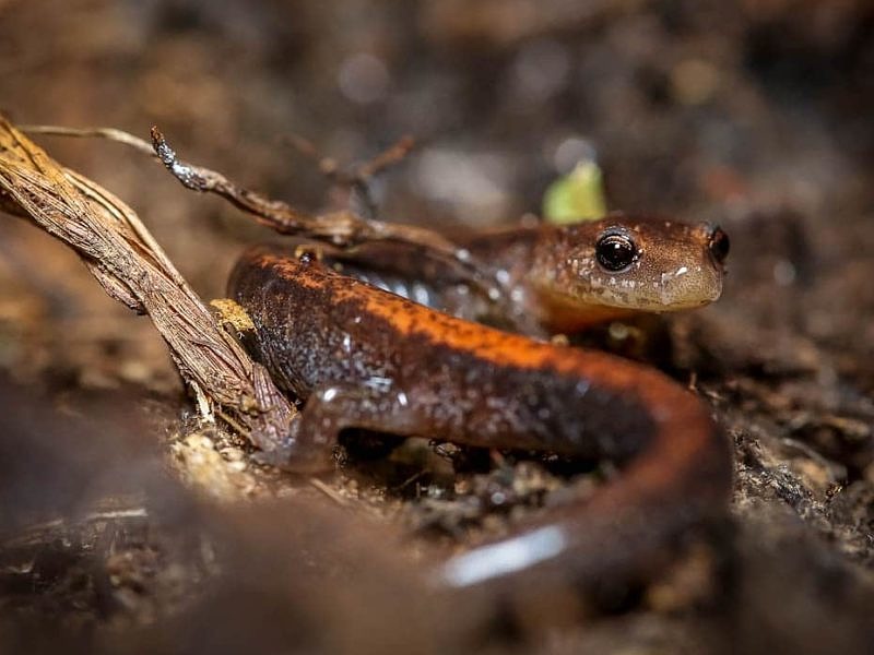 A red-backed salamander peers into the depths of your soul. (photo © Dave Huth)