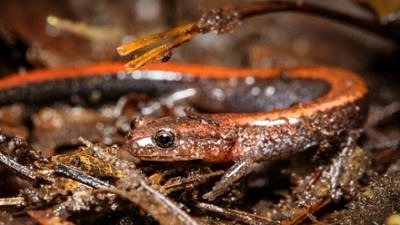 A red-backed salamander on the ground (photo: Dave Huth)