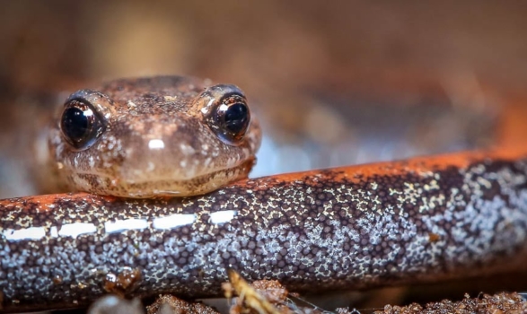 A redbacked salamander. (photo © Dave Huth)
