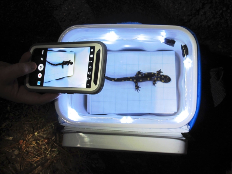 A volunteer uses a smartphone to photograph a salamander's spot pattern. (photo © Brett Amy Thelen)