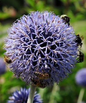 Bees are big into Globe Thistle. (photo © Brett Amy Thelen)
