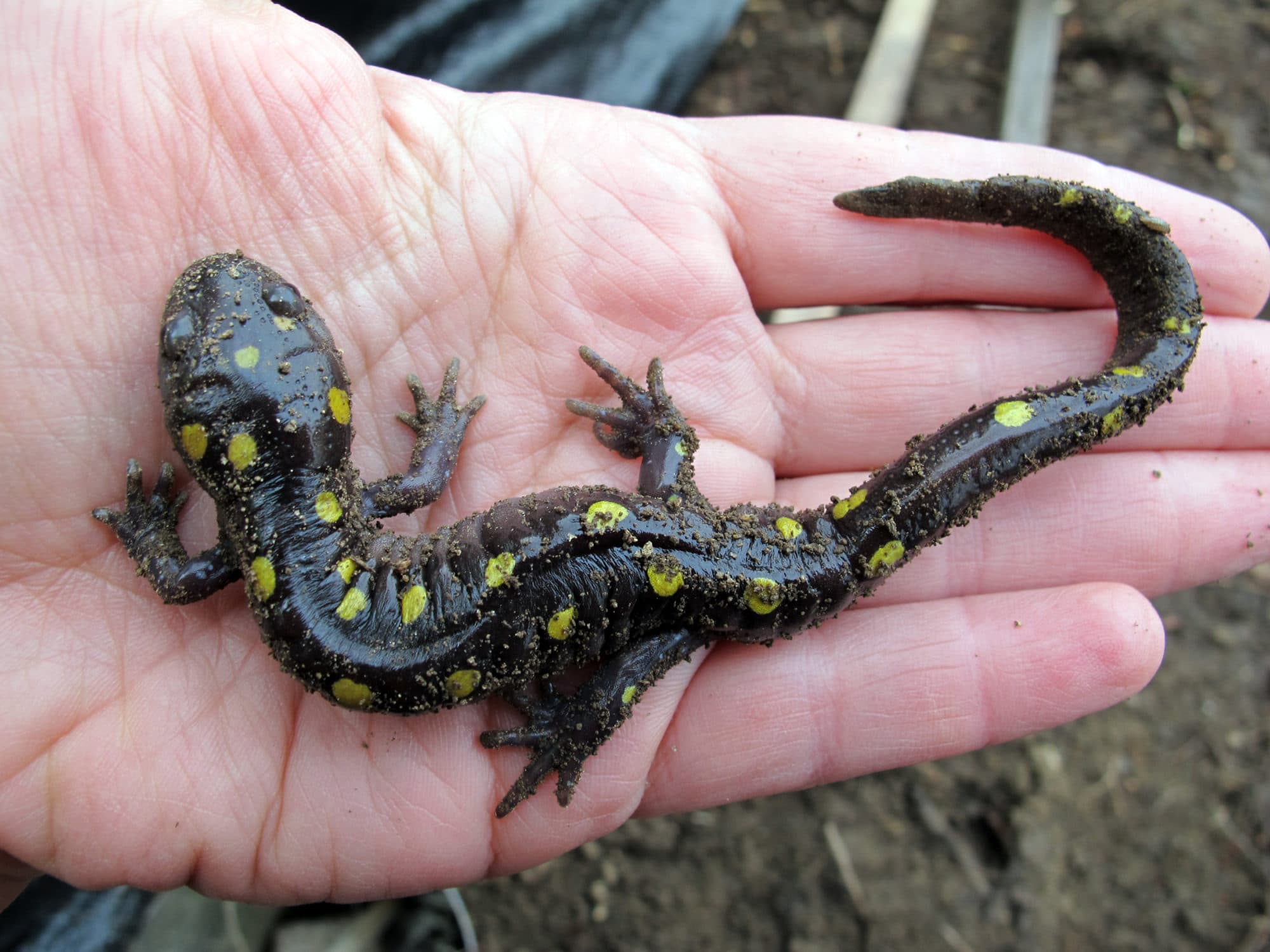 A hand holding a spotted salamander. (photo © Brett Amy Thelen)