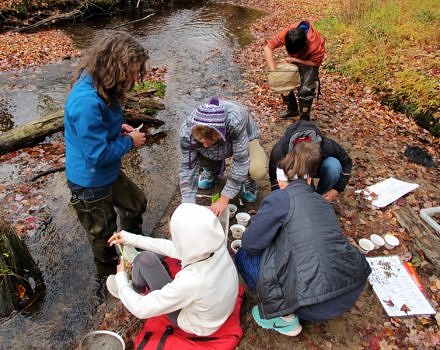 A team of 8th graders works with Harris Center naturalist Susie Spikol Faber to sort and identify aquatic macroinvertebrates. (photo © Brett Amy Thelen)