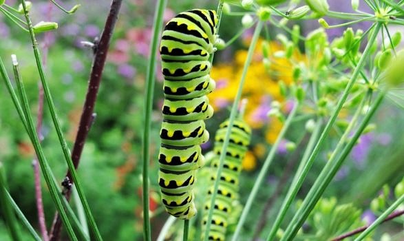 Eastern Black Swallowtail caterpillars dine on dill in the pollinator garden. (photo © Brett Amy Thelen)