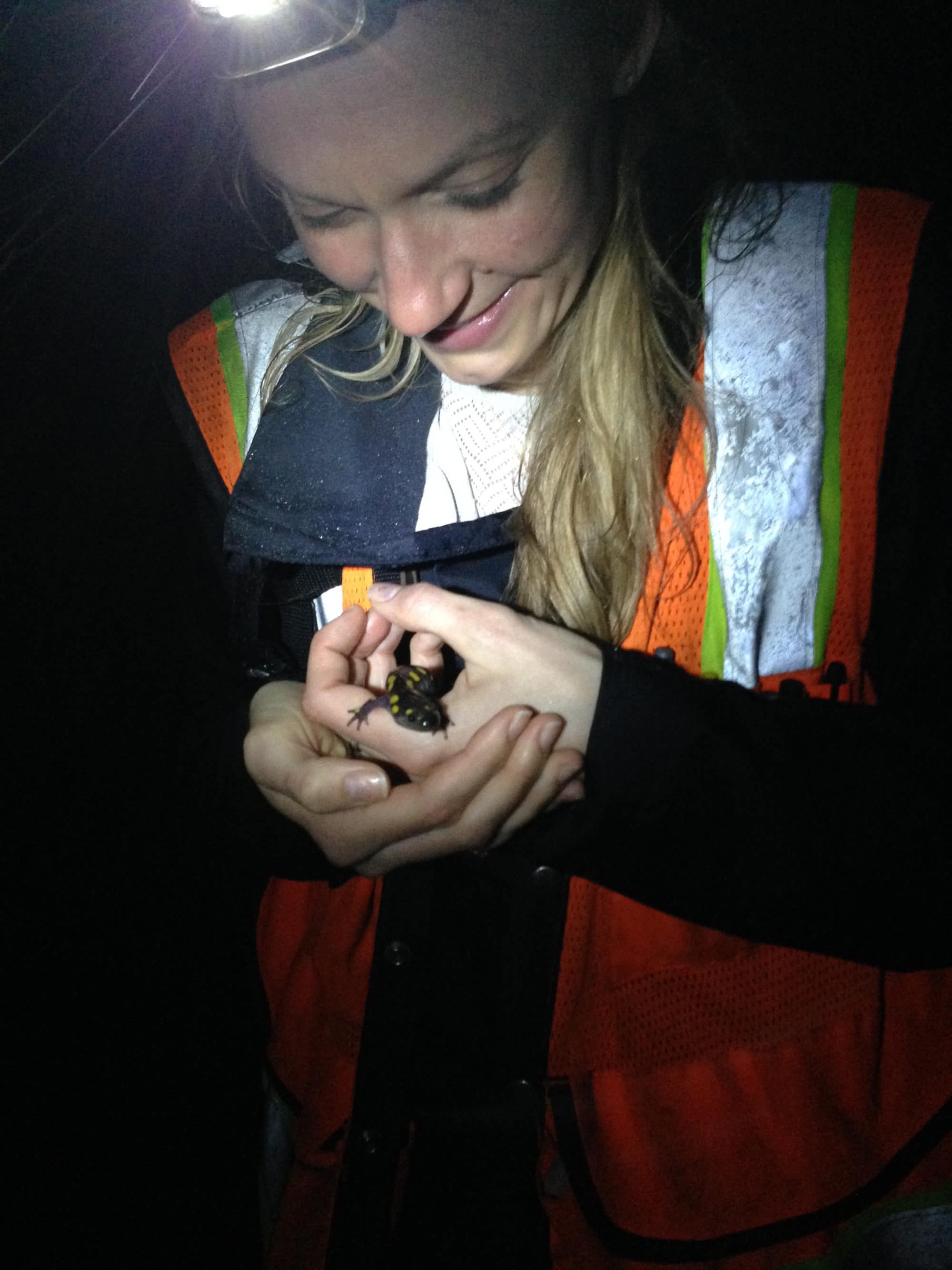 A Salamander Brigade volunteer cradles a spotted salamander in her hands. (photo © Jess Dude) 