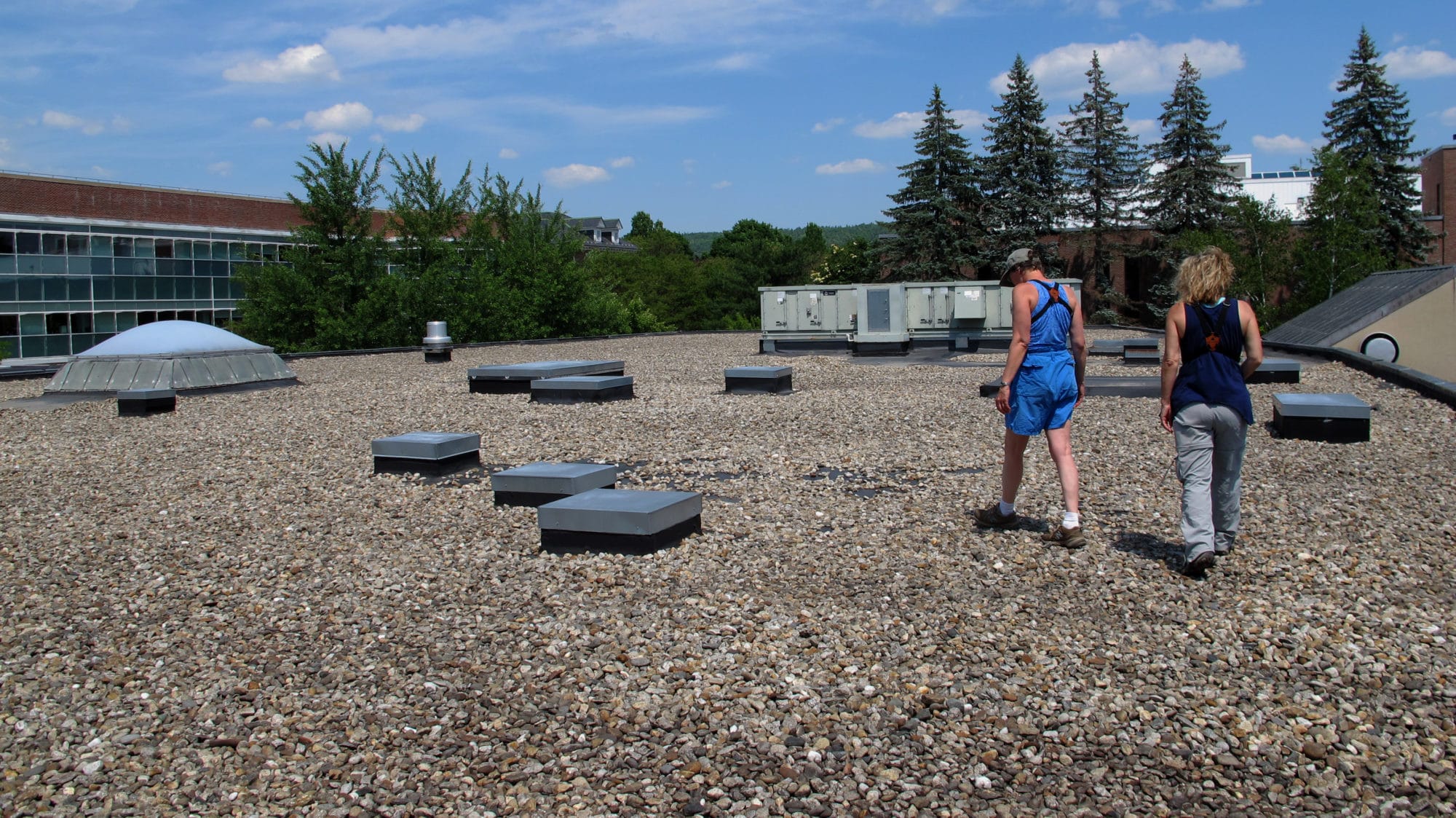 New Hampshire Audubon staff scour the roof of the Media Arts Center at Keene State College for any sign of nighthawk nesting. (photo © Brett Amy Thelen)