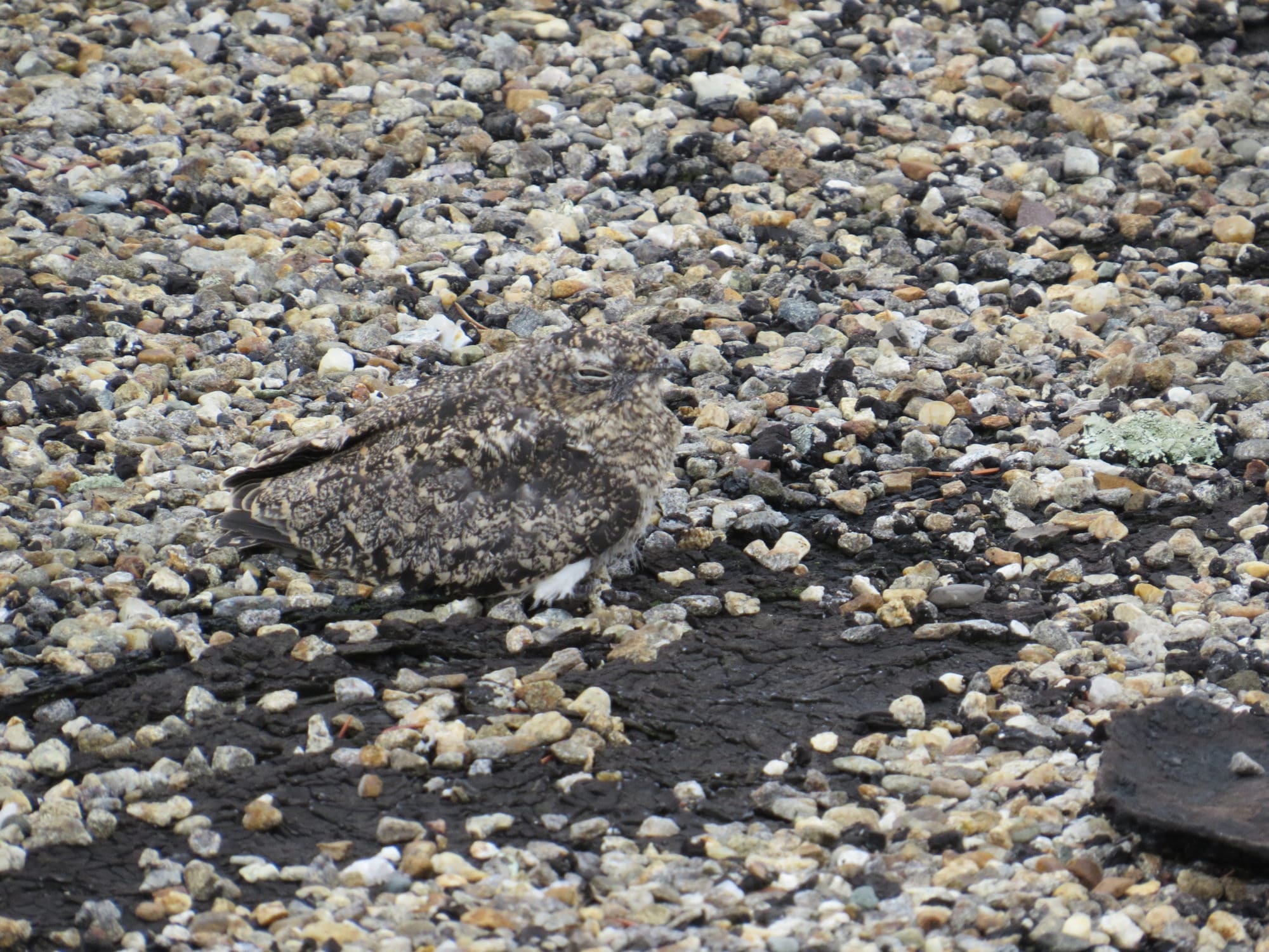 A nighthawk chick impersonates gravel on a rooftop on Concord. (photo © Becky Suomala)