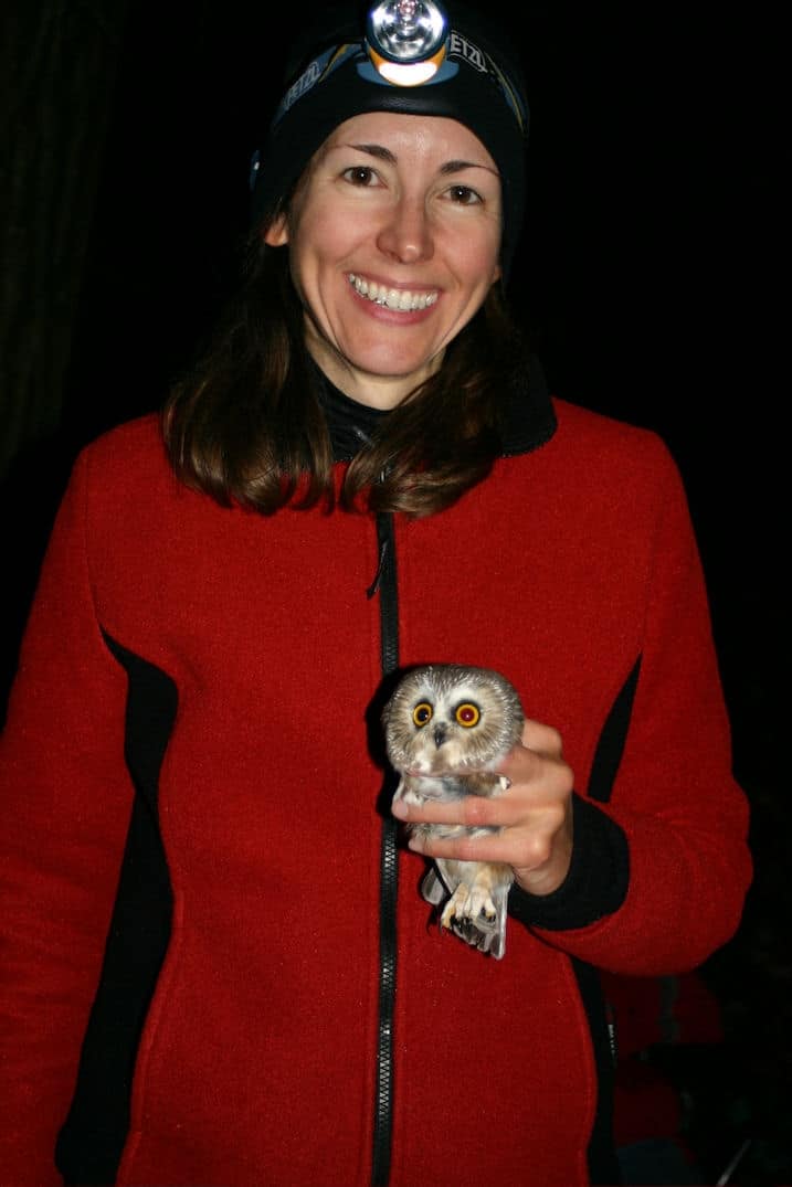 Chris Volonte with one of the 159 Saw-whet Owls she has banded so far in 2008. (photo © Rebecca Landry)