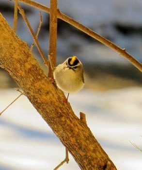 A Golden-crowned Kinglet makes a winter appearance in Hancock. (photo © Meade Cadot)