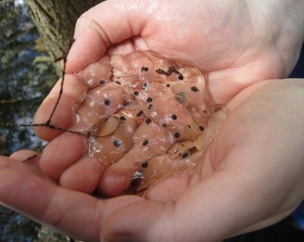 Jefferson salamander eggs, documented in a vernal pool in the Greater Goose Pond Forest in Keene. (photo © Kelly Garner)
