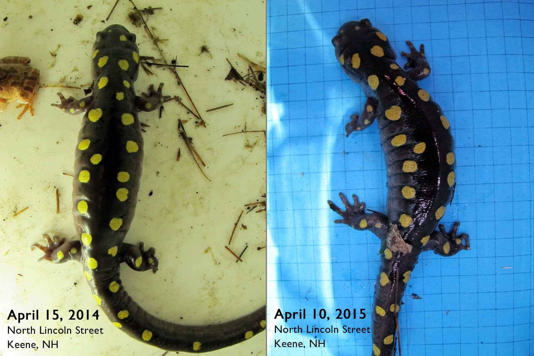 Two photos of the same salamander, taken a year apart.
