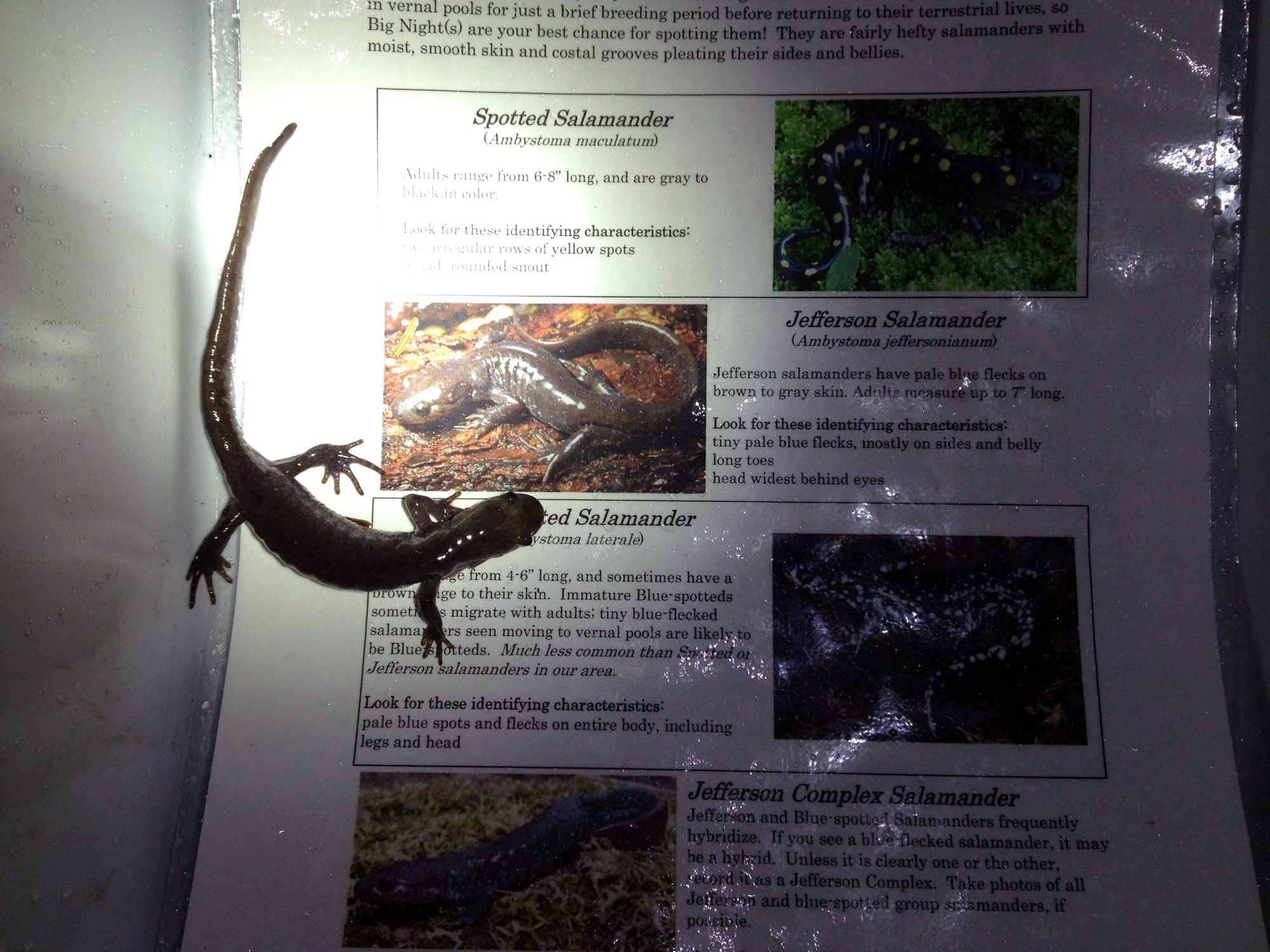 A Jefferson salamander sits on an ID sheet. (photo © Sarah Wilson)
