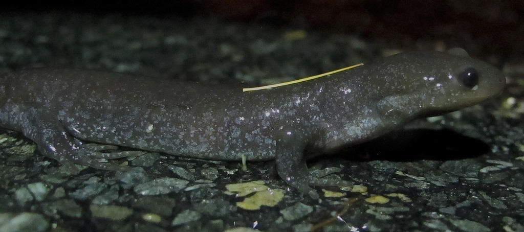 A Jefferson salamander crosses the road. (photo © Brett Amy Thelen)