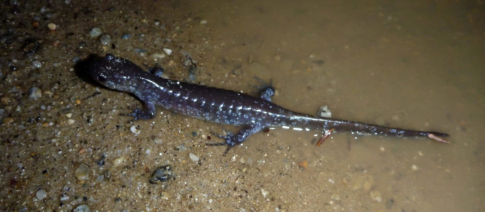 A Jefferson salamander makes its way across an unpaved road shoulder. This year, these salamanders will have a little extra help. (photo © Nathan Schaefer)