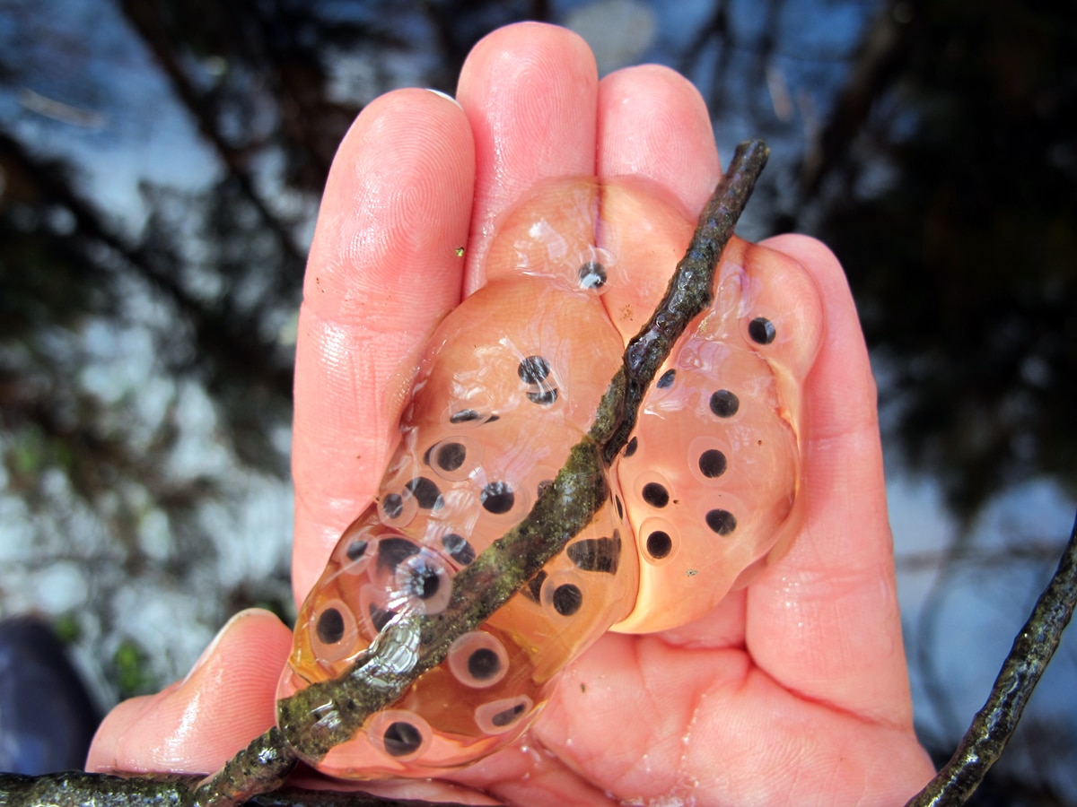 Jefferson salamander eggs. (photo © Brett Amy Thelen)
