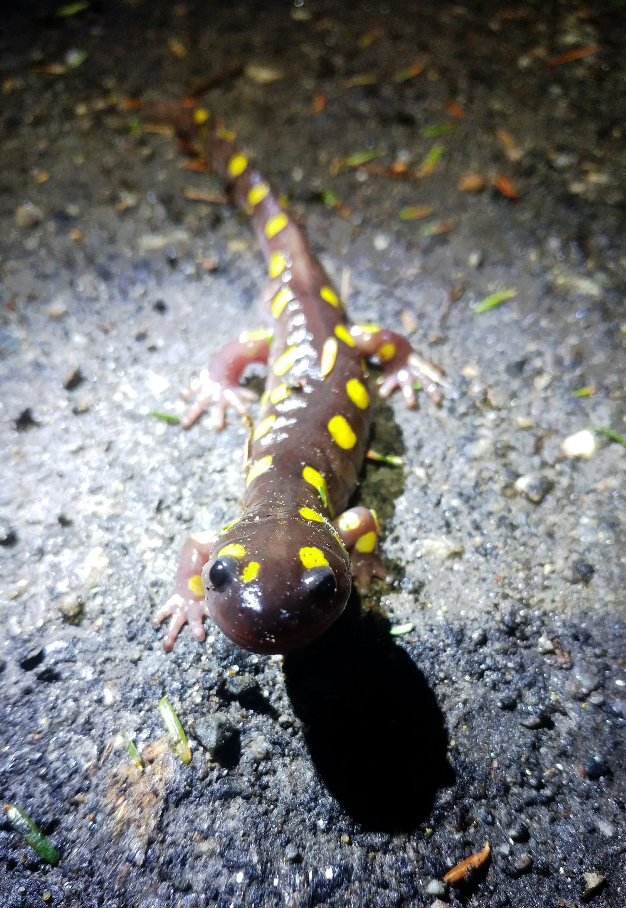 A spotted salamander smiles up from the road. (photo © Jenifer Dickinson)