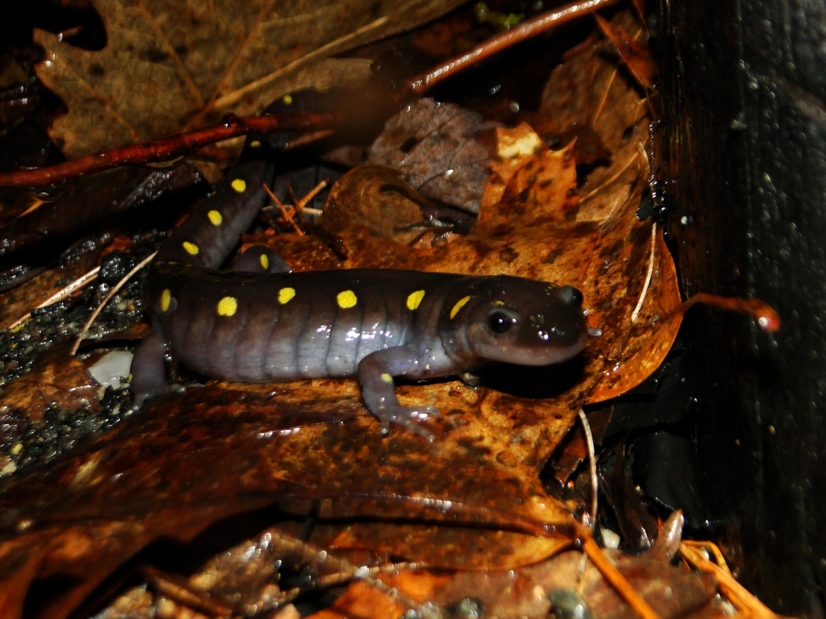 A spotted salamander peers out from the leaf litter. (photo © Stephen Day)