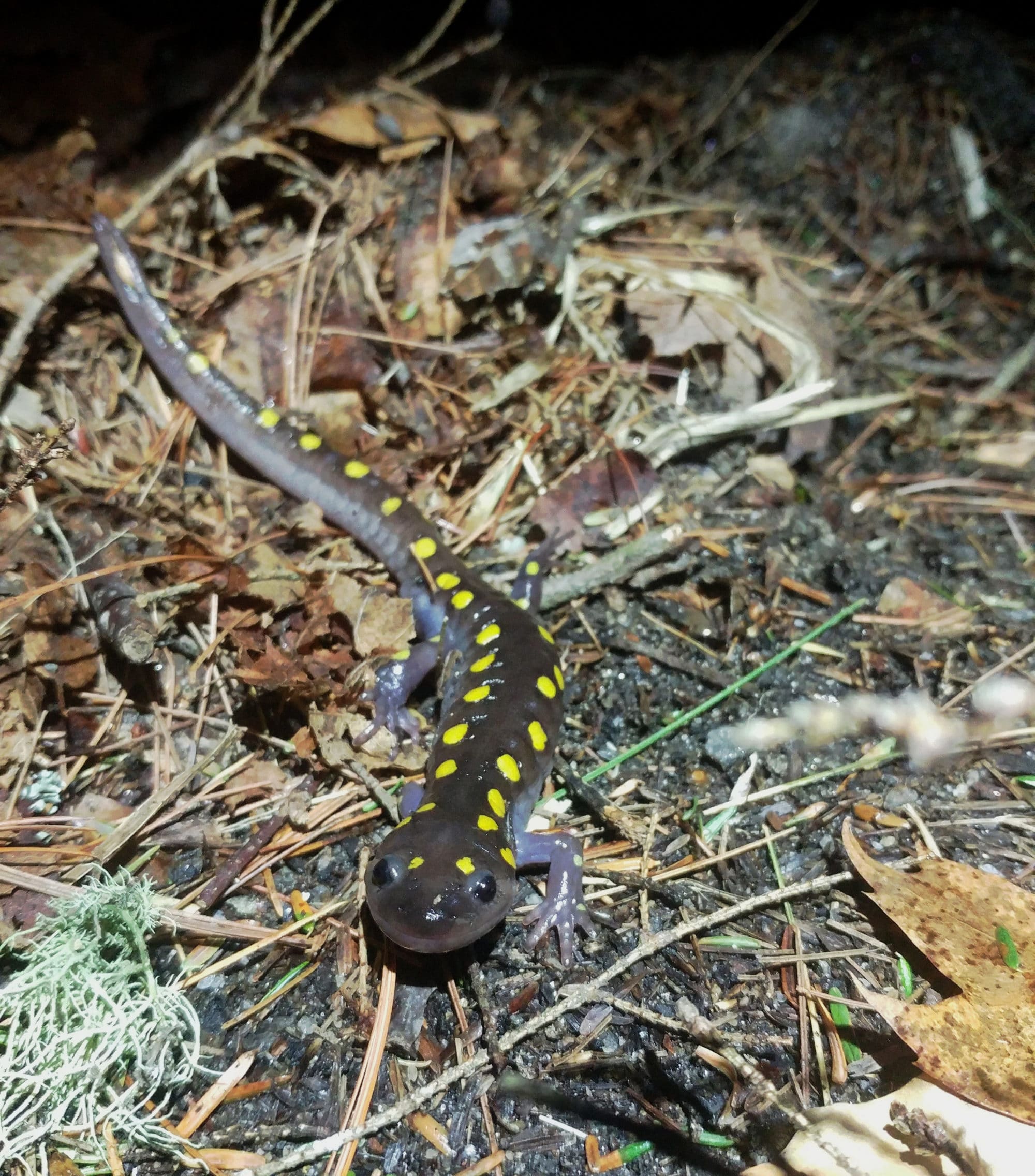 A spotted salamander walks along an unpaved road shoulder. (photo © Jenifer Dickinson)