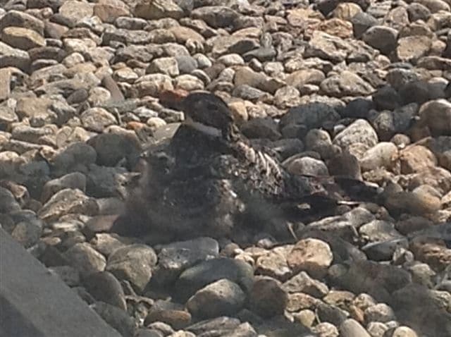 Nighthawk mother with chicks on rooftop nest in mid-July. (photo © Cheryl Child)