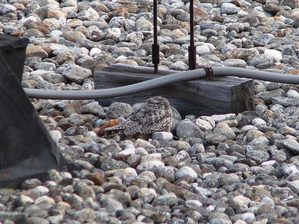 The Keene fledgling impersonates a pile of rocks on a rooftop near Central Square. (photo © Ken Klapper)