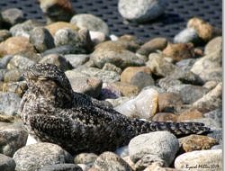 A nighthawk fledgling rests on a gravel roof near Central Square. (photo © Byard Miller) 
