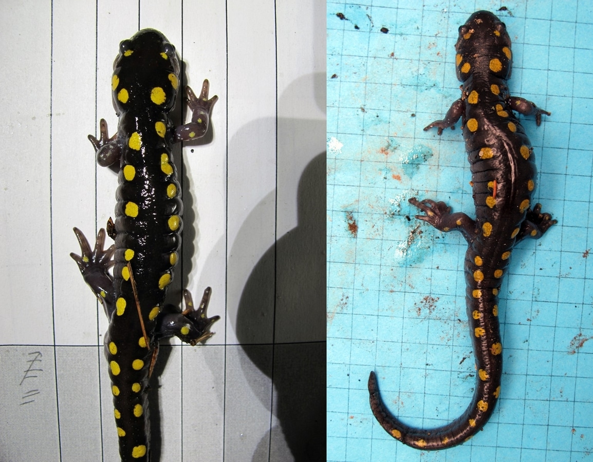 A spotted salamander captured both on its inbound migration on 4/11/14 (left) and its outbound migration on 4/27/14 (right). (photos © Brett Amy Thelen)