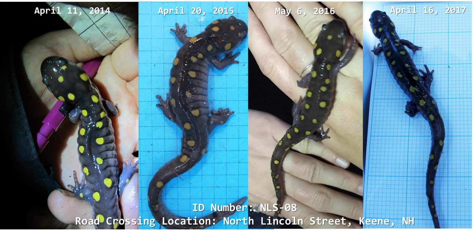 Four photos of the same salamander, taken in four different years, at our North Lincoln Street amphibian crossing site.