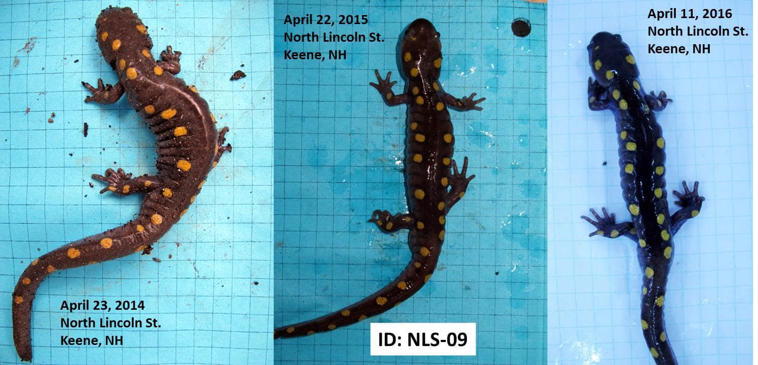 Matching spot patterns from the same salamander, encountered three different years.